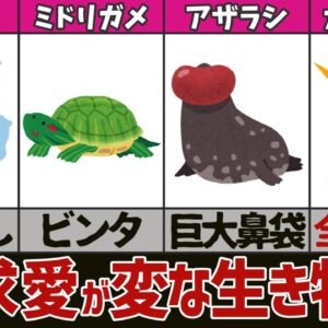 【ゆっくり解説】求愛が変な生き物9選