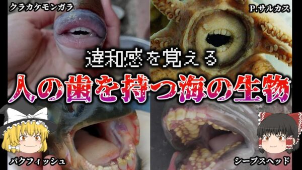 【ゆっくり解説】人の歯を持つ海の生物