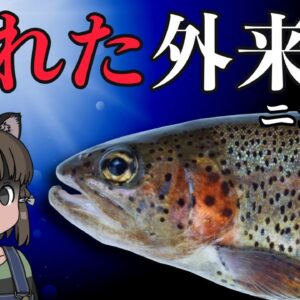 【ゆっくり解説】知られざる外来種！ニジマスと放流問題【ヤバい外来種#03】
