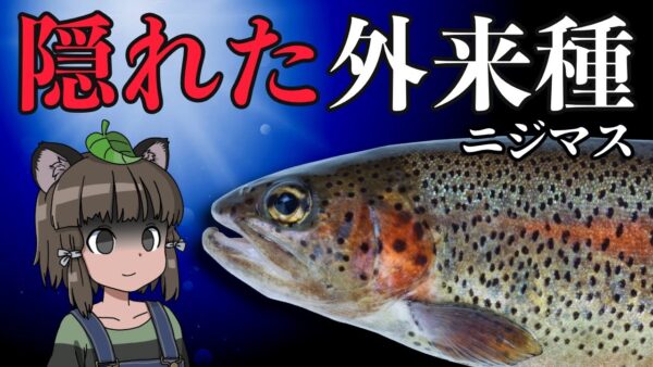 【ゆっくり解説】知られざる外来種！ニジマスと放流問題【ヤバい外来種#03】