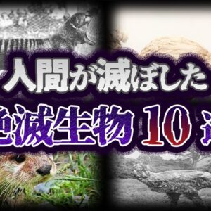 【ゆっくり解説】人間によって絶滅させられた生物10選