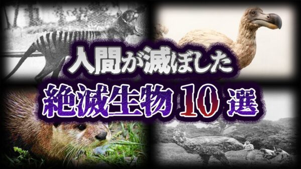 【ゆっくり解説】人間によって絶滅させられた生物10選