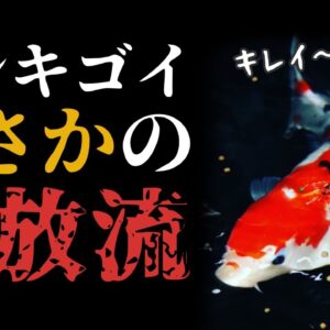 【外来種】ニシキゴイの稚魚200匹を大量放流！？コイがもたらす生態系への影響とは【ヤバい外来種#4】