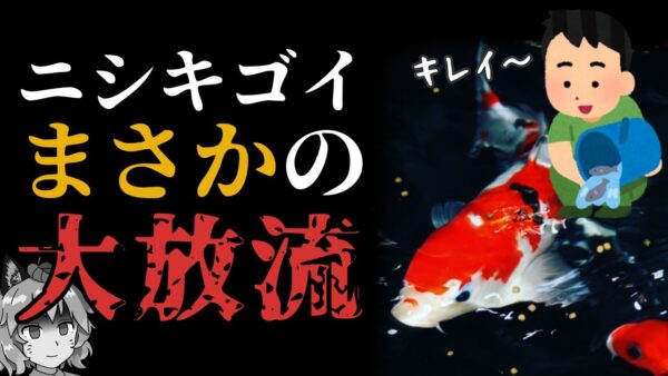 【外来種】ニシキゴイの稚魚200匹を大量放流！？コイがもたらす生態系への影響とは【ヤバい外来種#4】