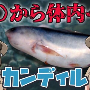 【ゆっくり解説】アマゾン最凶の人食い魚！？カンディル【へんないきもの#78】