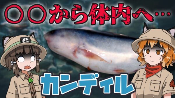 【ゆっくり解説】アマゾン最凶の人食い魚！？カンディル【へんないきもの#78】