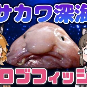 不憫過ぎるブサカワ深海魚！？ブロブフィッシュ【へんないきもの#79】