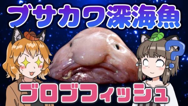 不憫過ぎるブサカワ深海魚！？ブロブフィッシュ【へんないきもの#79】