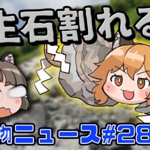 殺生石が真っ二つ！？ブタの心臓移植手の男性死亡…アライグマVSおばあちゃん！？【生き物ニュース#28】