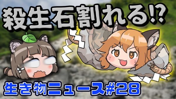 殺生石が真っ二つ！？ブタの心臓移植手の男性死亡…アライグマVSおばあちゃん！？【生き物ニュース#28】