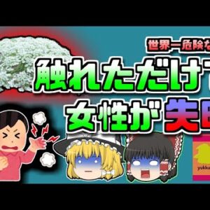 【2009年アメリカ】触れただけで失明する世界一危険な植物に侵された女性【ゆっくり解説】