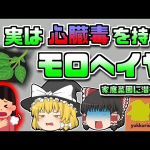 【2012年北海道】女性が突然中毒症状に 原因は庭で栽培していたモロヘイヤ　【ゆっくり解説】