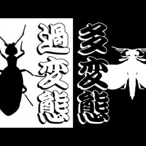 【ゆっくり解説】#27 フォルムチェンジ！変態し過ぎる寄生昆虫たち