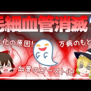 【ゆっくり解説】40代から危険！毛細血管の消滅が万病のもと！？毛細血管の若返りにはあれを飲むといい？