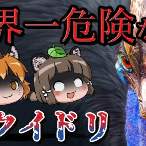 世界一危険な鳥！？ヒクイドリ【へんないきもの#80】