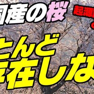 【ゆっくり解説】韓国産の桜、ほぼ全く存在しなかった