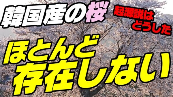 【ゆっくり解説】韓国産の桜、ほぼ全く存在しなかった