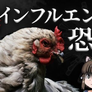 鳥インフルエンザの恐怖｜養鶏業を壊滅させるウイルスの正体
