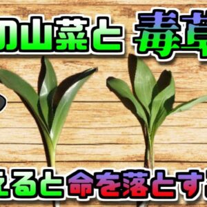 【2018年北海道】皮膚の感覚が無くなる…？美味しい山菜と『絶対に食べてはいけない草』を間違えてしまった男性【ゆっくり解説】