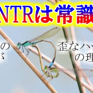 【ゆっくり解説】#28 アオモンイトトンボ～NTRは常識！えげつないオスの行為にメスが編み出した生存戦略～【閲覧注意】