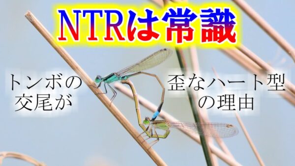 【ゆっくり解説】#28 アオモンイトトンボ～NTRは常識！えげつないオスの行為にメスが編み出した生存戦略～【閲覧注意】