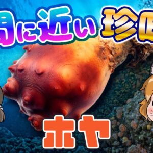 人間に近い海の珍味！？ホヤ【へんないきもの#81】