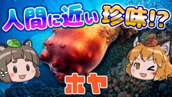 人間に近い海の珍味！？ホヤ【へんないきもの#81】