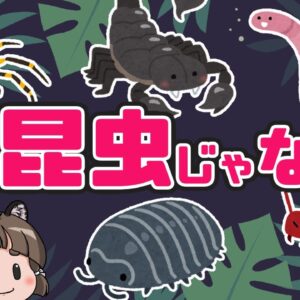 【実は違う】クモは昆虫じゃない！？昆虫と虫と鋏角類の違い