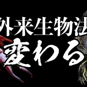 【法改正】外来生物法が変わる！？ヒアリ対策強化やアメリカザリガニ・アカミミガメ(ミドリガメ)の飼育許可へ