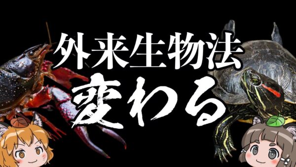 【法改正】外来生物法が変わる！？ヒアリ対策強化やアメリカザリガニ・アカミミガメ(ミドリガメ)の飼育許可へ