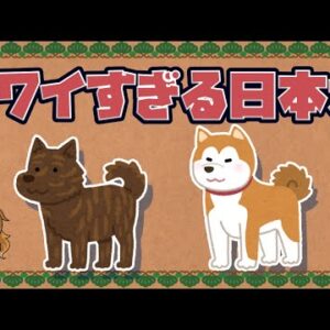 【めっかわ】可愛くて珍しい日本の犬種10選