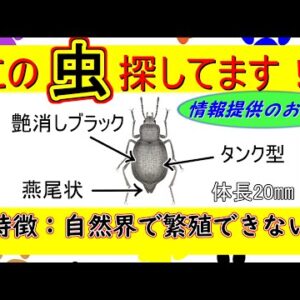 【ゆっくり解説】#29 ヤマトオサムシダマシ～日本人に寄り添い続けた昆虫～