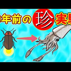 【ゆっくり解説】#30 ホタルにイカ食べさせた結果ｗｗｗ【変な実験シリーズ】