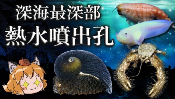 【超深海】生命の起源！？熱水噴出孔に住む生き物7選