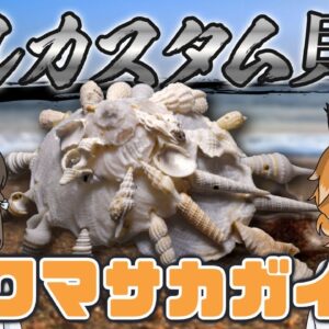 【大泥棒】貝殻盗んでフルカスタム！？クマサカガイ【へんないきもの#82】