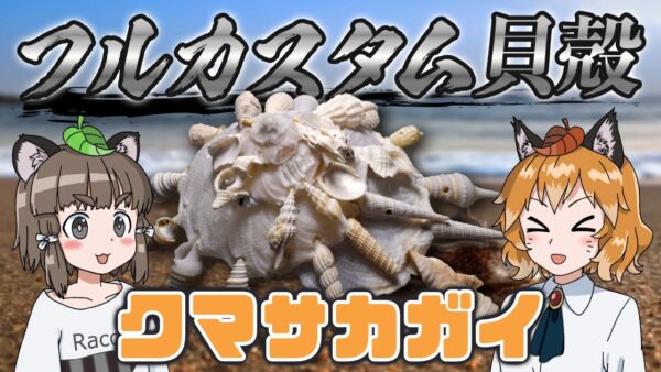 【大泥棒】貝殻盗んでフルカスタム！？クマサカガイ【へんないきもの#82】