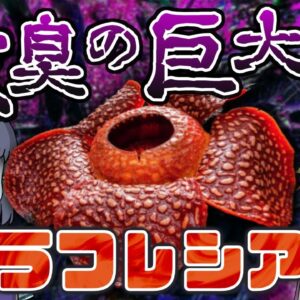 【異形】激臭を放つ巨大花！？ラフレシア【へんないきもの#83】