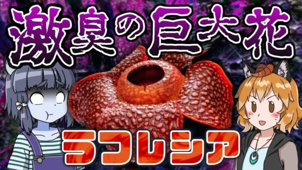【異形】激臭を放つ巨大花！？ラフレシア【へんないきもの#83】