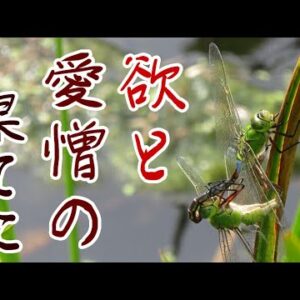 みじカメの話 8話　異常〇欲者ギンヤンマEPⅠ