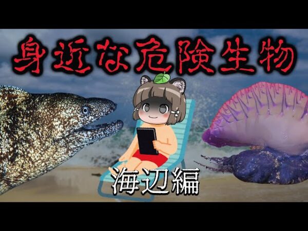 【要注意】日本に生息する身近な危険生物9選（海辺編）