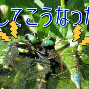 みじカメの話 9話　異常〇欲者ギンヤンマEPⅡ