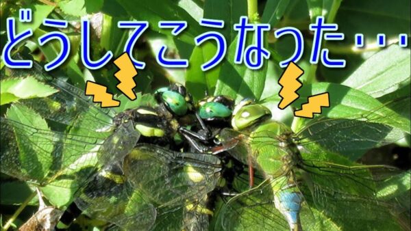 みじカメの話 9話　異常〇欲者ギンヤンマEPⅡ