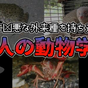 【ゆっくり解説】有害な外来種を日本に持ち込んでしまった動物学者