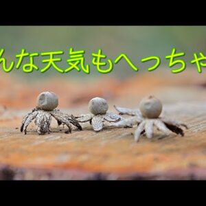 みじカメの話 10話　晴天の旅人