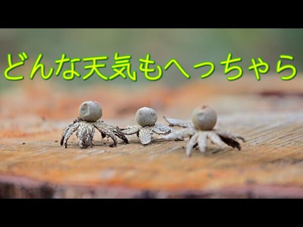 みじカメの話 10話　晴天の旅人