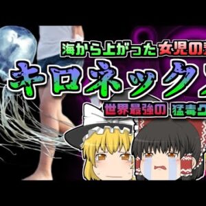 【2006年豪州】海で突然悲鳴を上げた女児…その原因は世界最強の毒をもつクラゲだった【ゆっくり解説】