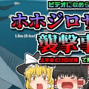 【2022年ｵｰｽﾄﾗﾘｱ】真っ赤に染まった海岸…下半身のない男性…彼は何故サメに襲われてしまった？【ゆっくり解説】