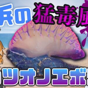 【要警戒】砂浜の猛毒風船！？カツオノエボシ【へんないきもの#84】