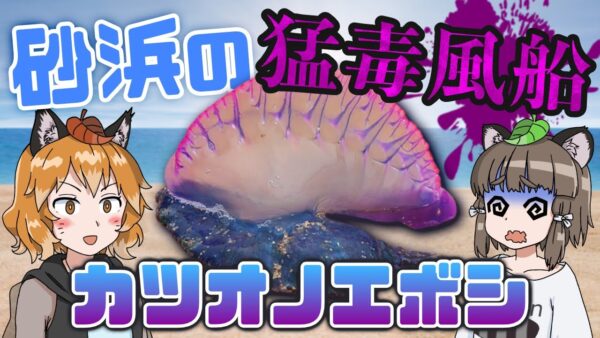 【要警戒】砂浜の猛毒風船！？カツオノエボシ【へんないきもの#84】