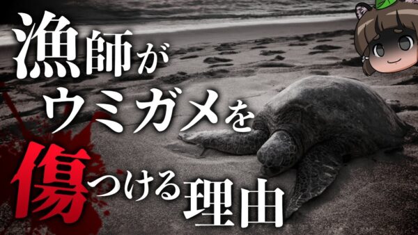【物議】漁師がウミガメを傷つける理由｜絶滅危惧種の保護と共存のシビアな現実